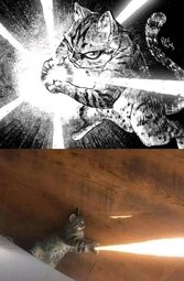thumbnail of hadouken cat.jpg