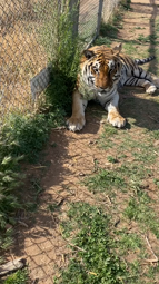 thumbnail of 6970357581399313669 Blocking the exit 🥺 #zion #tiger #DADMOVES #PerfectAsWeAre #BestSeatInTheHouse.mp4
