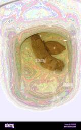 thumbnail of qNCKsAnm.jpg
