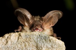 thumbnail of brown-long-eared-bat-scotland.jpeg