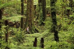 thumbnail of NZ forest.jpeg