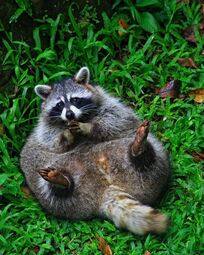 thumbnail of coon1.jpg