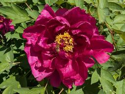 thumbnail of Paeonia1.jpg
