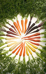 thumbnail of 372px-Carrots_of_many_colors.jpg