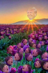 thumbnail of Trump sun shill flowers.png