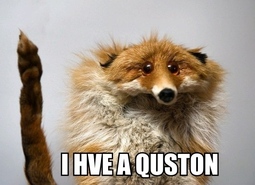 thumbnail of derp fox question.jpg