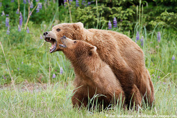 thumbnail of Brown-Bears-Mating.jpg