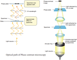 thumbnail of Optical_path_PCM.png