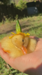 thumbnail of ducklings.mp4