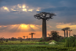 thumbnail of Baobab Tree Edge of Swamp.jpg