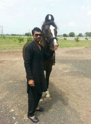 thumbnail of horse-jadeja_1417768361.jpg