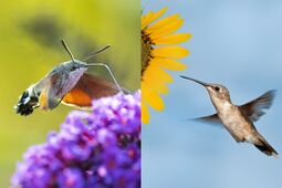 thumbnail of Hummingbird-Moth-vs-Hummingbird.jpg