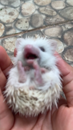 thumbnail of hamster.mp4