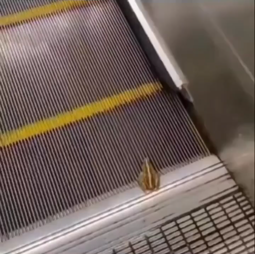thumbnail of frog escalator.mp4