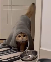 thumbnail of cat in robe.MP4