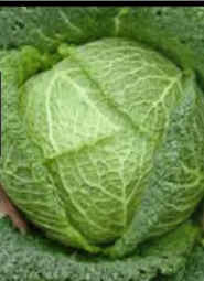 thumbnail of ash-cabbage.mp4