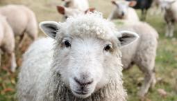 thumbnail of Wool_lamb_sheep.jpg