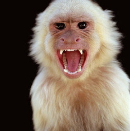 thumbnail of angry-monkey-albino.jpg