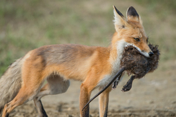 thumbnail of red-fox-and-muskrat-hg-resized.jpg