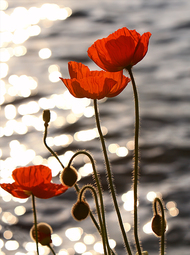 thumbnail of Poppies_in_the_Sunset_on_Lake_Geneva.jpg