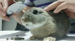 thumbnail of bunnycombing.mp4