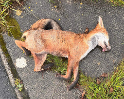 thumbnail of 8834ae3b42c0020d6b989a2b30aa0fd5-imagejpeg_6817da7cddf2b37f297bda4e.jpg