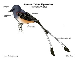 thumbnail of flycatcher_scissor-tailed_color_diagram72.jpg