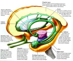 thumbnail of limbic-system.jpg