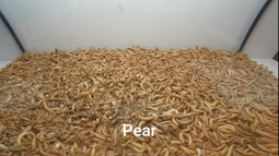 thumbnail of 10 000 Mealworms vs. Pear.mp4