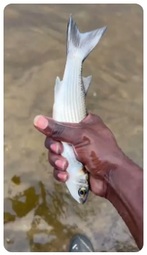 thumbnail of Nigga catch fish.jpg