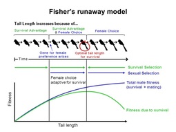 thumbnail of fisher's runaway model female evolution selection.jpg