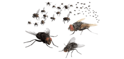 thumbnail of png-transparent-swarm-of-fly-illustration-mosquito-fly-flies-animals-pest-control-cockroach (1).png