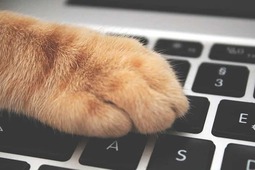 thumbnail of orange-cat-paw-on-laptop-keyboard.jpg
