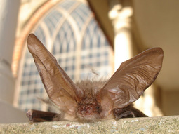 thumbnail of Long-eared bat.jpg