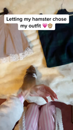 thumbnail of 7203451922567941381 letting my hamster chose my outfit for school !! 💗🐹 did she chose well 🤭🤭💗#fyp #hamster #hamstergang #PetsOfTikTok #pets #outf #outfitideas #outfitinspo _nvenc_av1.mp4