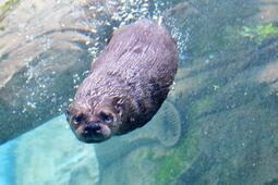 thumbnail of otter.jpeg