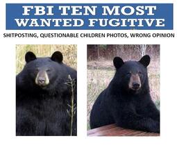 thumbnail of Bear FBI most wanted.jpg