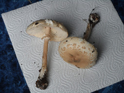 thumbnail of mushroom02s.JPG