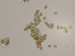 thumbnail of spores.jpg