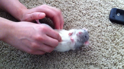 thumbnail of rat.mp4