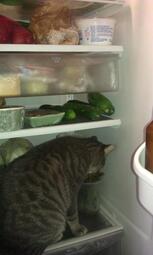 thumbnail of cat-in-fridge.jpg