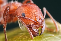 thumbnail of kartinki24_insects_ants_0027.jpg
