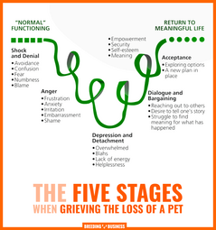 thumbnail of stages-of-grieving-loss-of-a-dog-1463630707.png