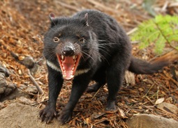 thumbnail of Tasmanian Devil.jpg