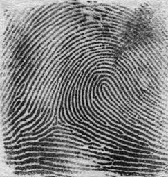 thumbnail of Fingerprint_Right_Loop.jpg