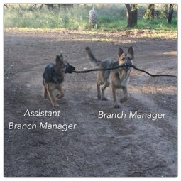 thumbnail of branch-manager4.jpg