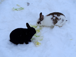 thumbnail of bunnoms-in-snow.png