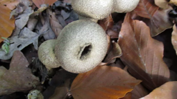 thumbnail of Common_puffball,_releasing_spores_in_a_burst_by_compressing_the_body.webm