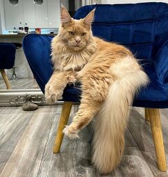 thumbnail of 14-beautiful-maine-coon.jpg