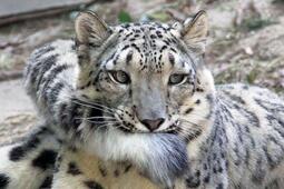 thumbnail of Snow leopard protecting tail from Alice.jpeg